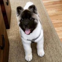 Akita Puppies for sale 1 male and 1 female Image eClassifieds4U