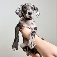 Amazing Great Dane puppies available. Image eClassifieds4U