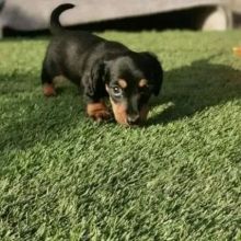 Miniature smooth haired Dachshund puppies Image eClassifieds4u 1