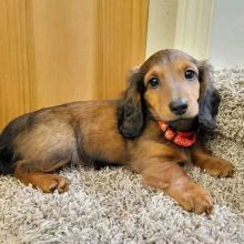 Miniature smooth haired Dachshund puppies Image eClassifieds4u 2