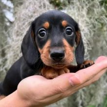 Miniature smooth haired Dachshund puppies Image eClassifieds4u 3