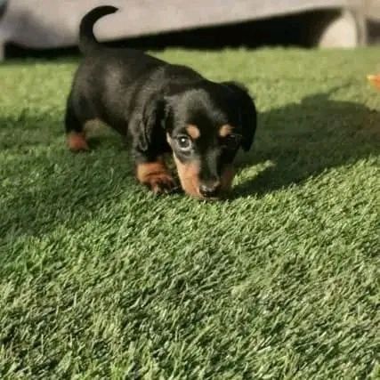 Miniature smooth haired Dachshund puppies Image eClassifieds4u