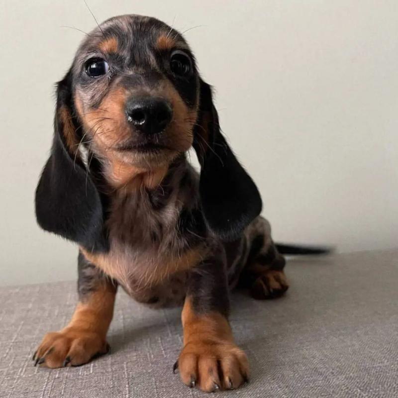 Miniature smooth haired Dachshund puppies Image eClassifieds4u