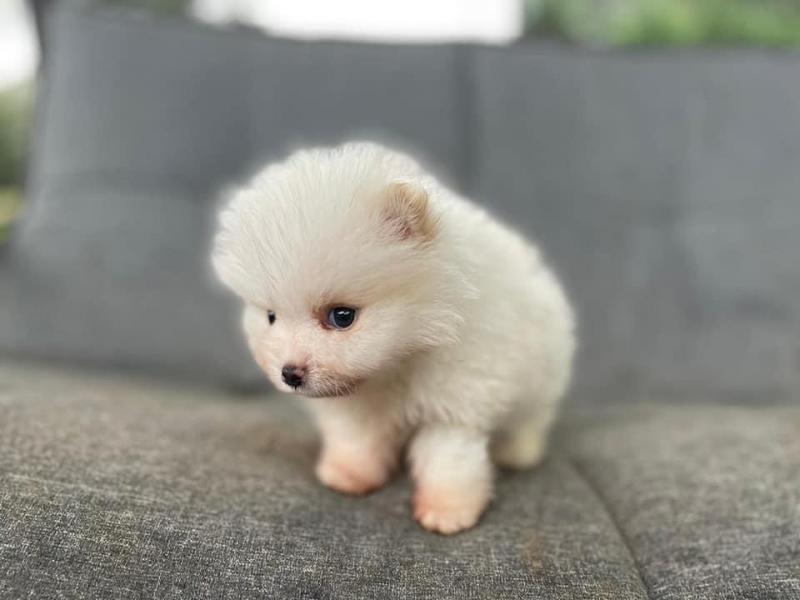 Beautiful White Tea-Cup male and female Pomeranian puppies for adoption Image eClassifieds4u