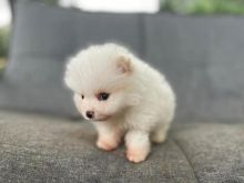 Beautiful White Tea-Cup male and female Pomeranian puppies for adoption Image eClassifieds4U