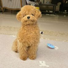 Energetic male and female Toy Poodle puppies for adoption Image eClassifieds4U