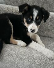 Trained male and female Border Collie puppies for adoption near me Image eClassifieds4U