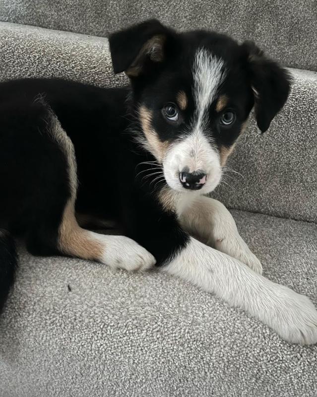 Trained male and female Border Collie puppies for adoption near me Image eClassifieds4u