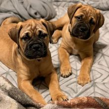 Lovely Male and Female Bullmastiff puppies