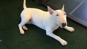 Adorable Bull terrier puppies Image eClassifieds4u