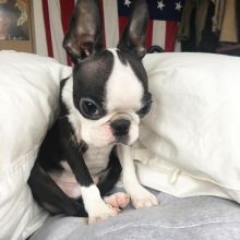 Boston Terrier puppies for adoption