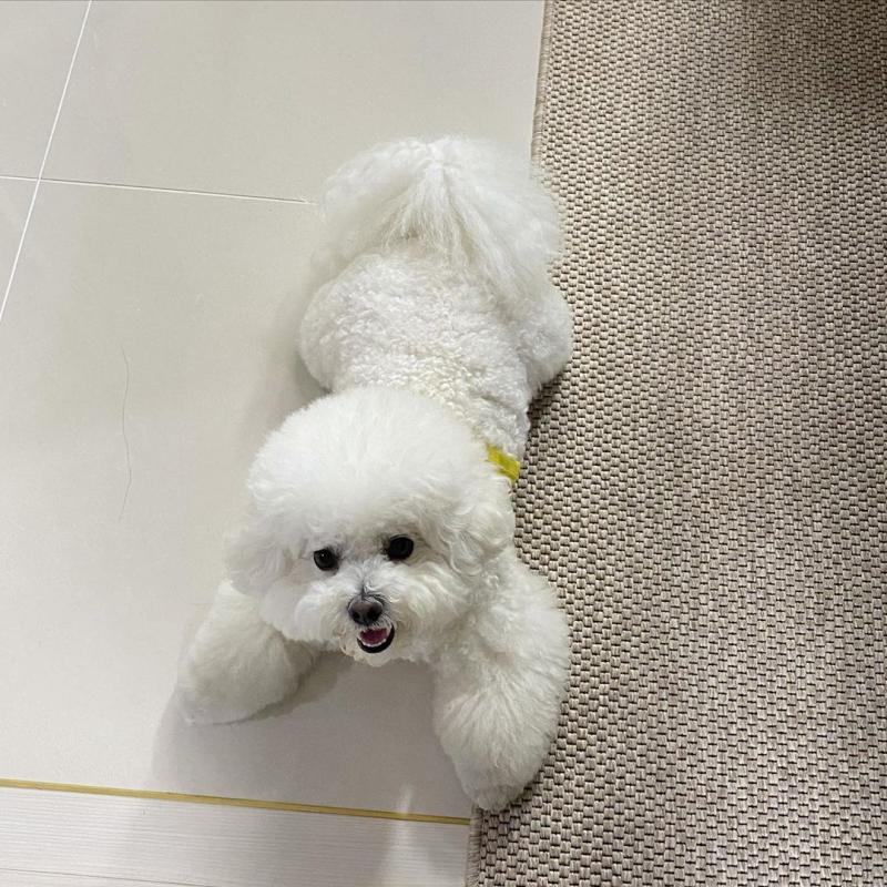 Bichon Frise Puppies For Adoption Image eClassifieds4u