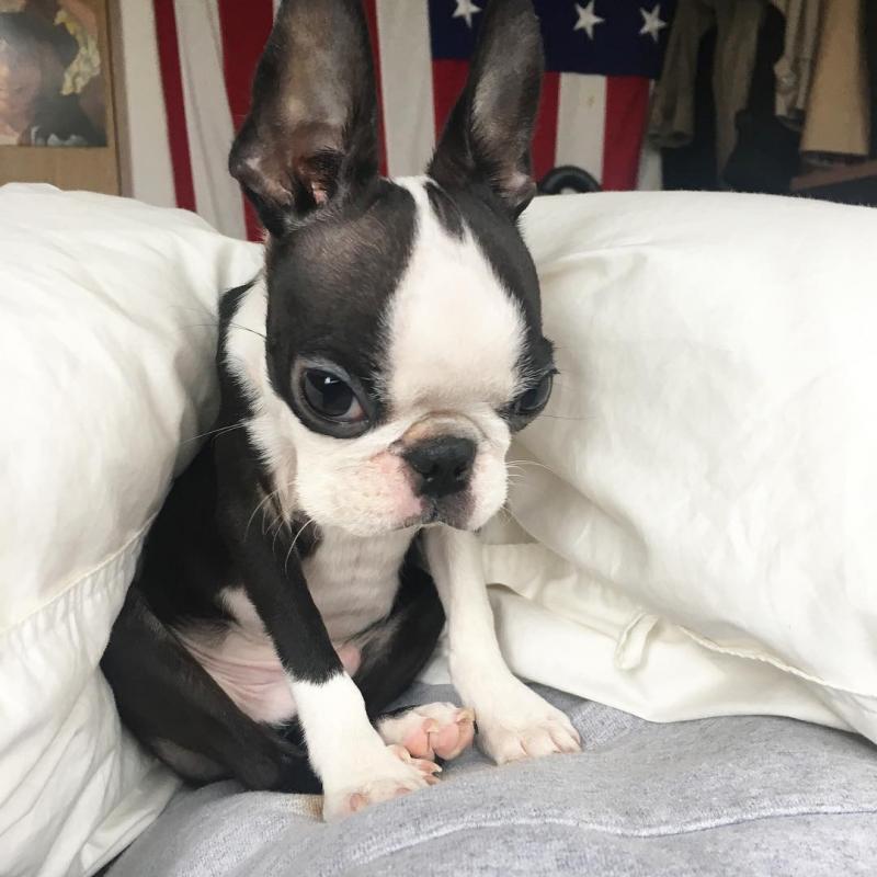 Boston Terrier puppies for adoption Image eClassifieds4u