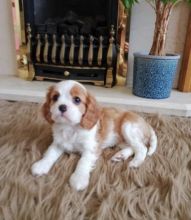 Cavalier king Charles Puppies Image eClassifieds4u 2