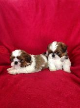 Shih Tzu male and female Image eClassifieds4u 2