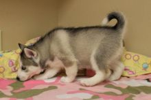 Siberian Husky puppies for adoption Image eClassifieds4u 1