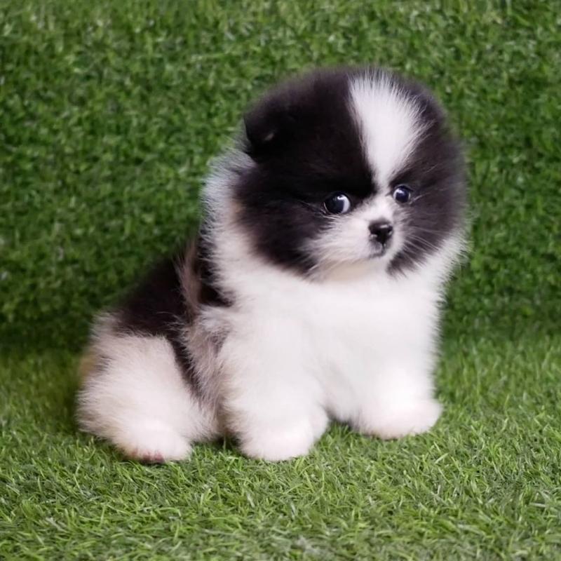 Pomeranian puppies for adoption Image eClassifieds4u