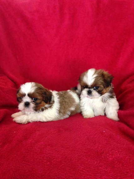 Shih Tzu male and female Image eClassifieds4u