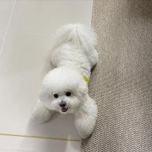 Bichon Frise Puppies For Adoption