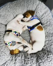 Jack Russell puppies for adoption