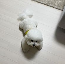Bichon Frise Puppies For Adoption Image eClassifieds4u 2