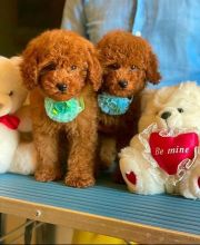 Adorable Toy Poodle puppies.