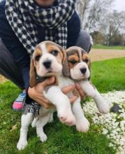 Beautiful Beagle Boy And girl Looking For Forever Home