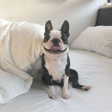 Boston Terrier puppies for adoption