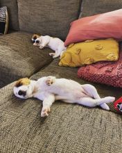 Jack Russell puppies for adoption