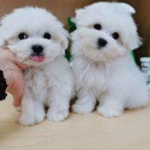 Male and Female Registered Maltese Puppies for rehoming