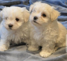 Male and Female Registered Maltese Puppies for rehoming