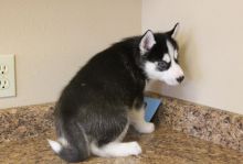 Siberian Husky puppies for adoption