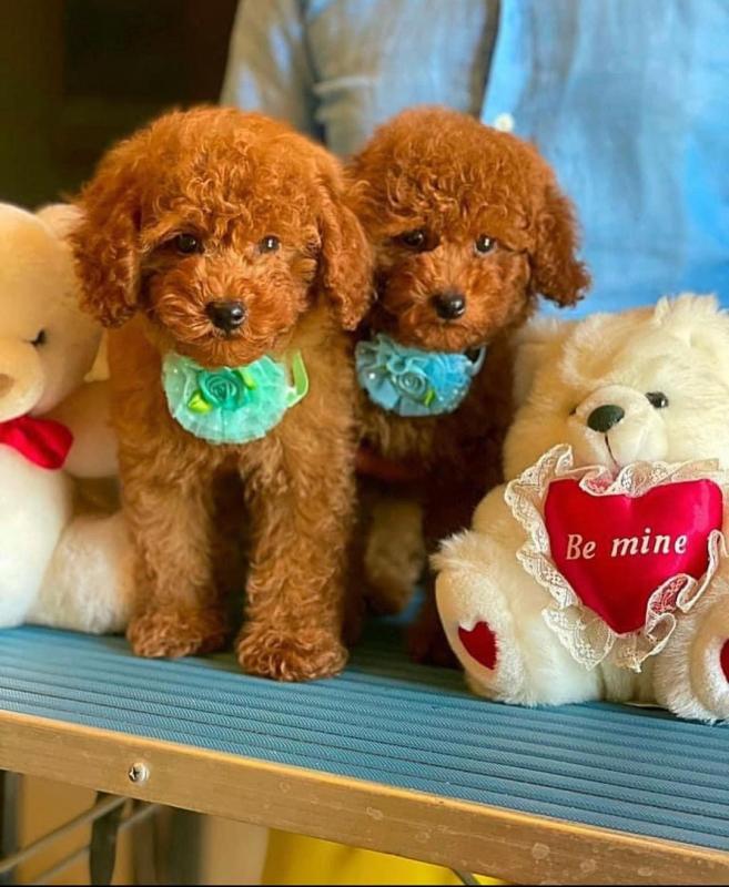 Adorable Toy Poodle puppies. Image eClassifieds4u