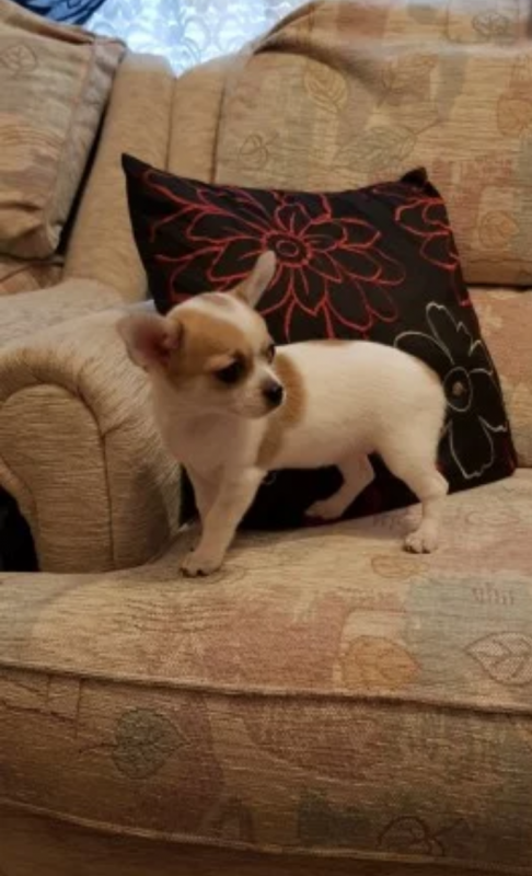 Chihuahua Boy & Girl For Adoption Image eClassifieds4u