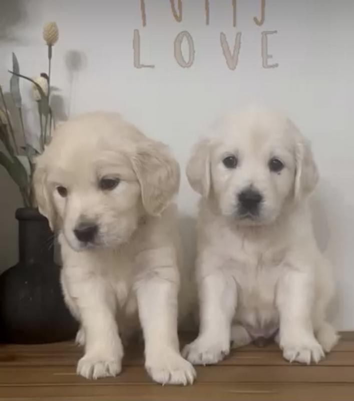 Cute and adorable Golden Retriever puppies Image eClassifieds4u