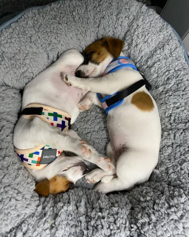 Jack Russell puppies for adoption Image eClassifieds4u