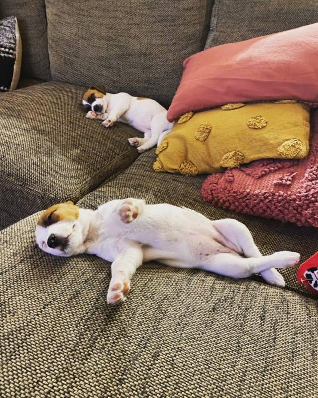 Jack Russell puppies for adoption Image eClassifieds4u