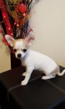 Chihuahua Boy & Girl For Adoption Image eClassifieds4u 1