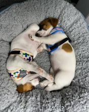 Jack Russell puppies for adoption Image eClassifieds4U