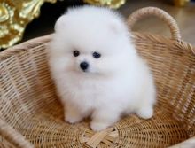 Pomeranian puppies for adoption Image eClassifieds4u 2