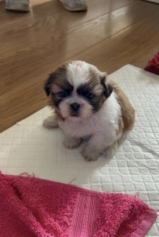 Shih Tzu male and female Image eClassifieds4u