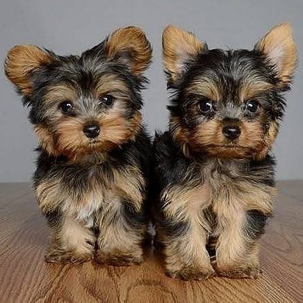 Yorkshire Terrier Puppies for adoption Image eClassifieds4u