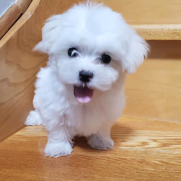 Amazing male and female Maltese puppies for adoption. Image eClassifieds4u