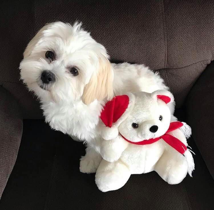 Amazing male and female Maltese puppies for adoption. Image eClassifieds4u