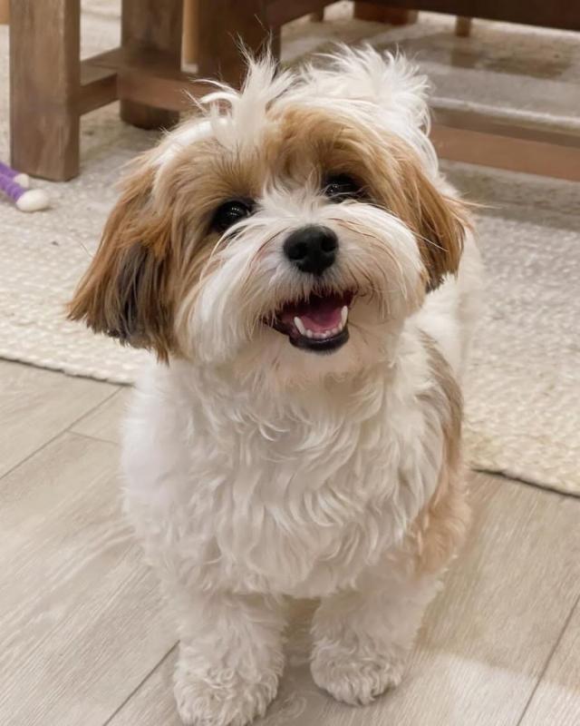 Fantastic Male and Female Havanese Puppies for Adoption Image eClassifieds4u