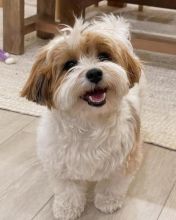 Fantastic Male and Female Havanese Puppies for Adoption Image eClassifieds4U
