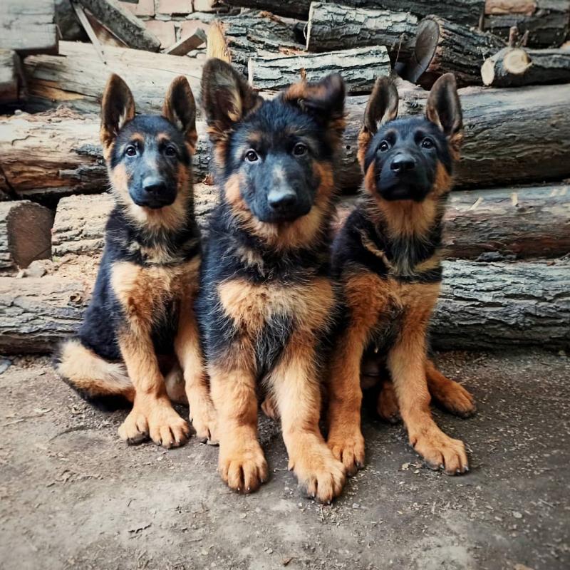 ⭐️Beautiful German Shepherd puppies ⭐️ Image eClassifieds4u