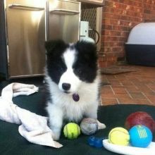 💕Border Collie Ready to Go 💕