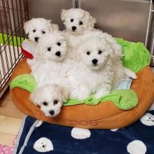 Cute Bichon Frise puppies 💙❤️ Ready to go 🏠