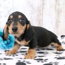 Lovely Dachshund Puppies for Sale–Black&Tan/Dapple